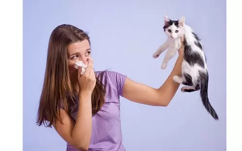 аллергия на кота