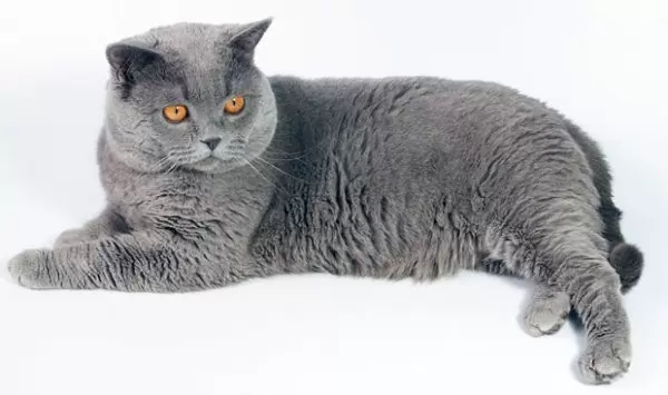 британ кот