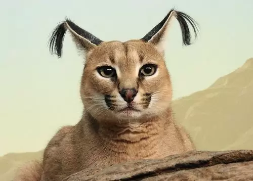 каракал
