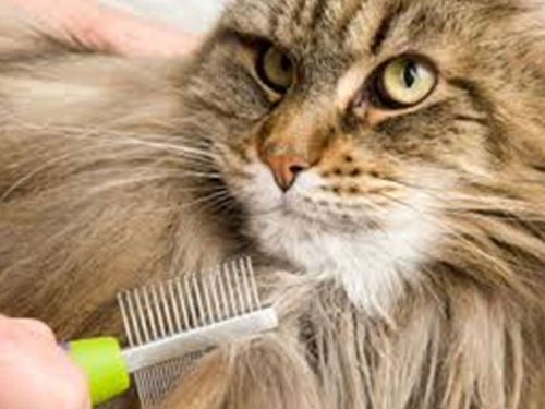 Колтунорез для кошек: виды, особенности выбора и использования