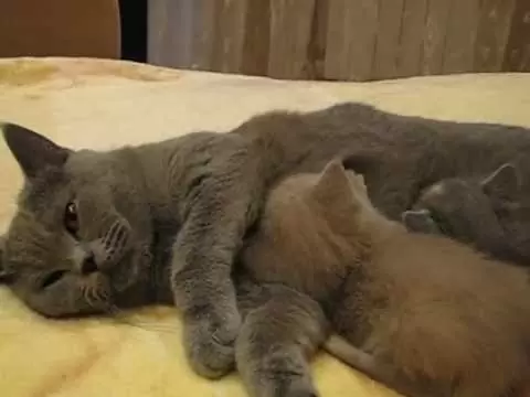 кормящая