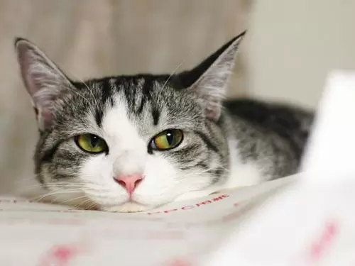 кот заболел
