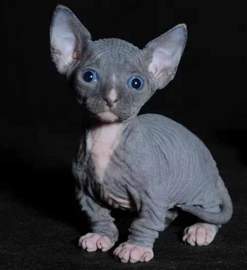котенок