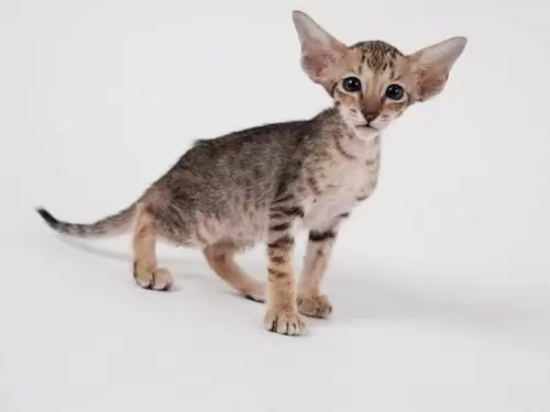 котенок