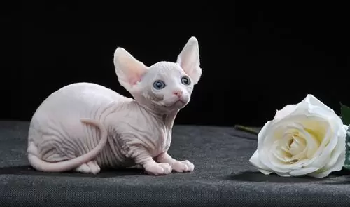котик