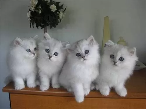 лохматики