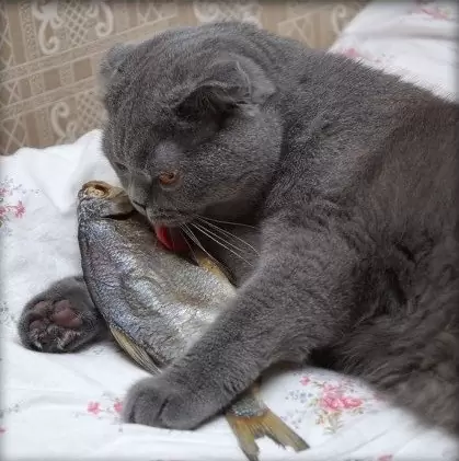 рыба