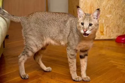 шаузи