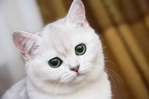 заболел кот