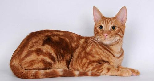 Анатолийская кошка: фото кошки, цена, описание породы, характер, видео, питомники