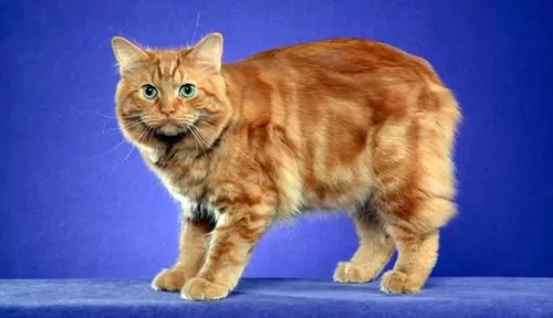 кимрик