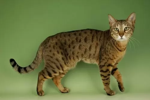 кот