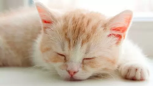 кот