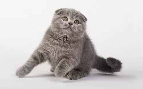 котёнок