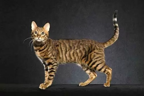 котик