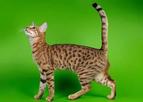 серенгети
