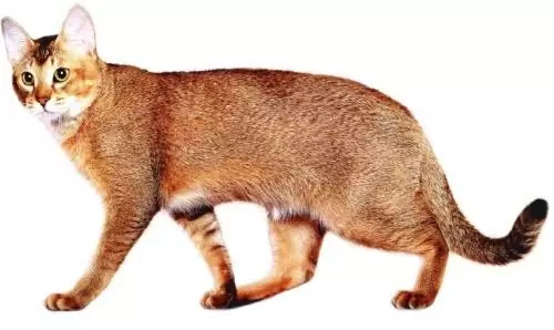 чаузи