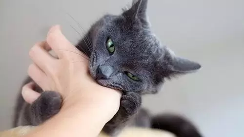 укусила