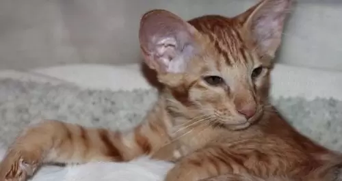 как приучить котв к наполнителю