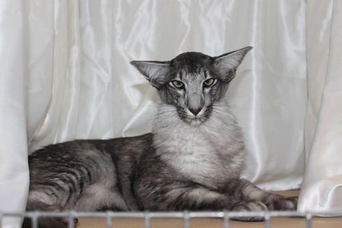 Яванская кошка (яванез): фото, цена, описание породы, характер, видео, питомники