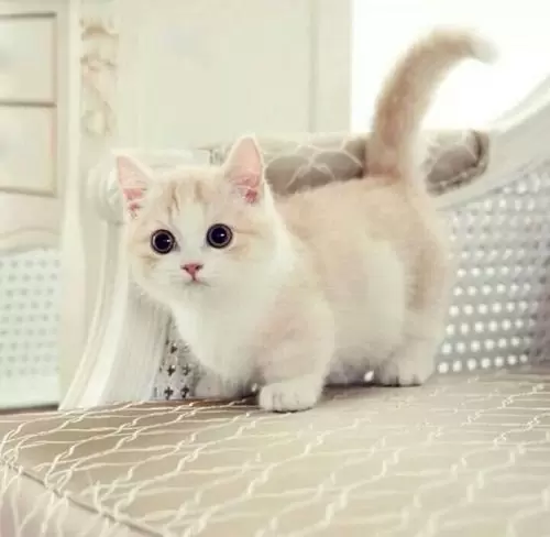 манчкин