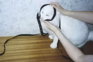 надеть