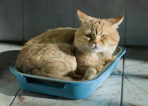 Антибиотик цистит у кота в домашних условиях