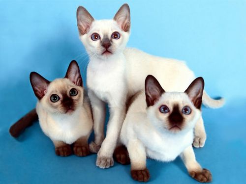 Какими рождаются котята у сиамских кошек