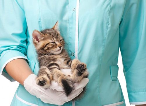 Короновирусная инфекция у кошек передается ли человеку