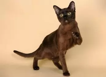 кот