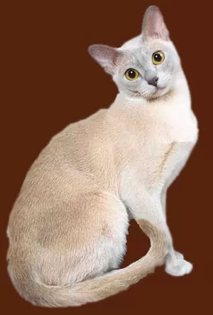 свет