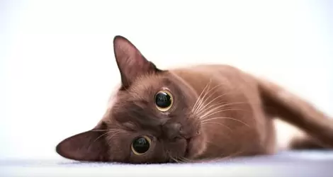 характер