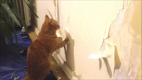 Кот царапает обои