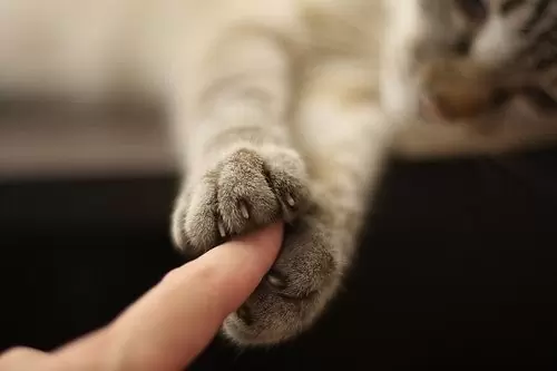 Эвтаназия кошки