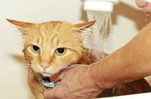 Как часто моют кошку