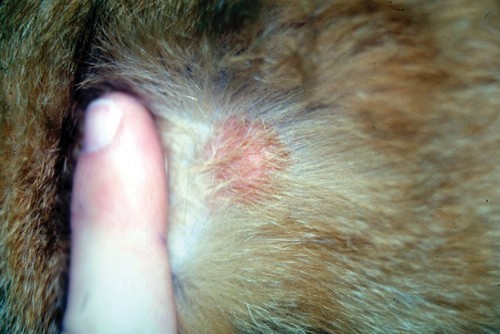 дерматит у кошек