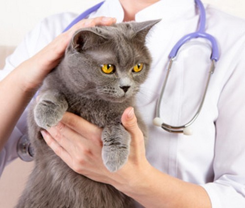 Гемобартонеллез у кошек: симптомы и лечение, опасен ли для людей