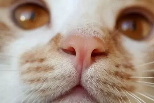 Нос кошки