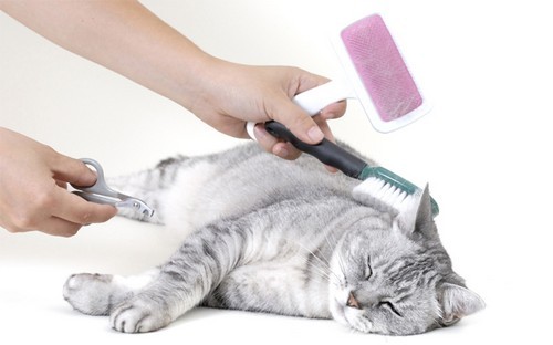 Щетка для вычесывания шерсти у кошек, как чесать кошку?