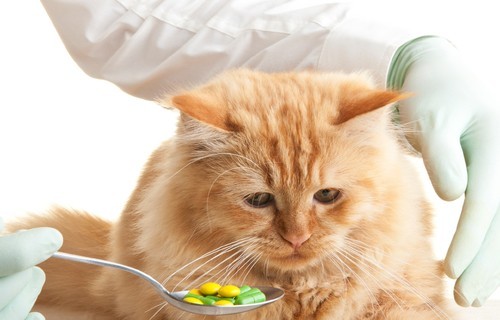 Витамины для кошек для иммунитета – таблетки, уколы и капли
