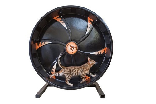 Беговое колесо для кошек – «убегаем» от калорий