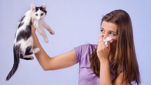 аллергия на кошку