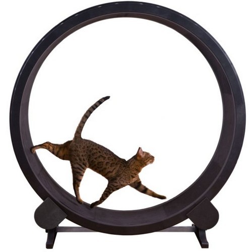 Беговое колесо для кошек – «убегаем» от калорий