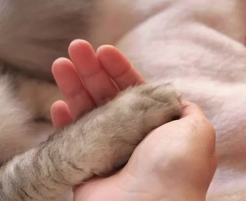 котик