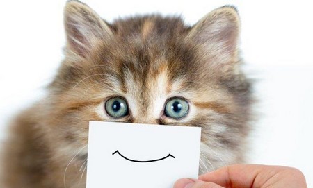 Счастливый кот
