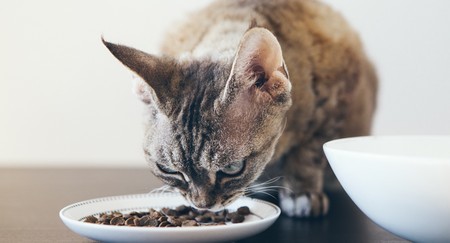 Кошка есть сухой корм 