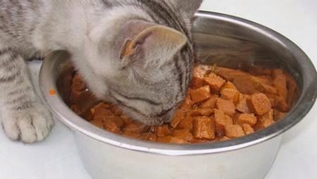 Кошка ест 