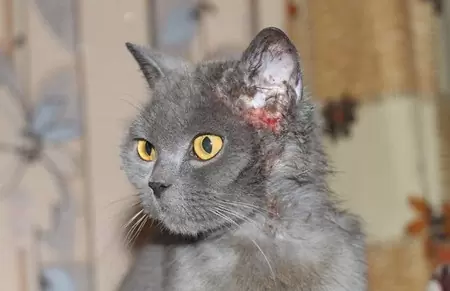 блошиный дерматит у кота