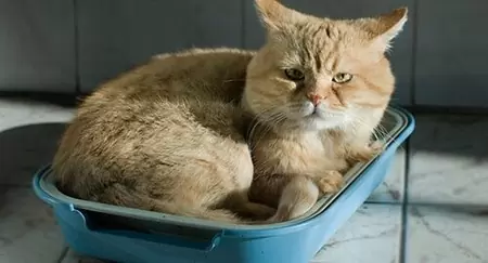 Кошка лежит на туалете