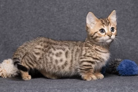 Манчкин котенок 
